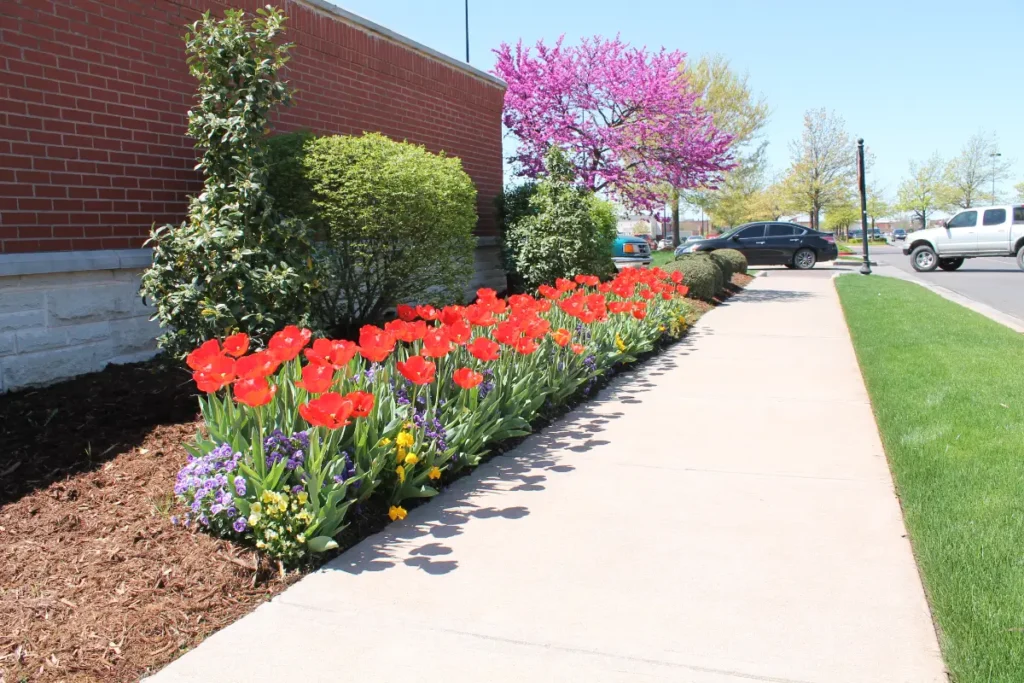 Chick-fil-A commercial landscaping in OKC by Willis 9