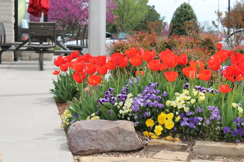 Chick-fil-A commercial landscaping in OKC by Willis 13