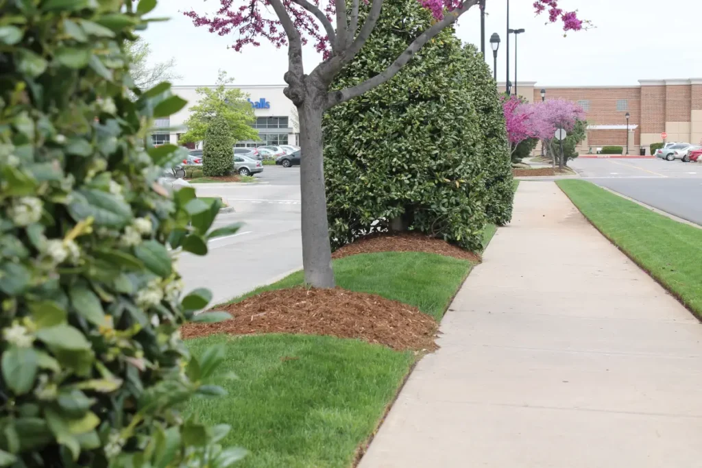 Chick-fil-A commercial landscaping in OKC by Willis 18