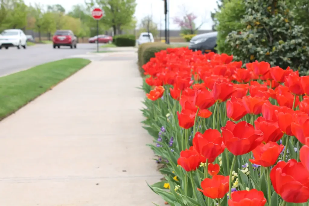Chick-fil-A commercial landscaping in OKC by Willis 22