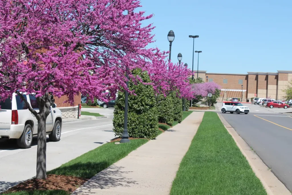 Chick-fil-A commercial landscaping in OKC by Willis 5