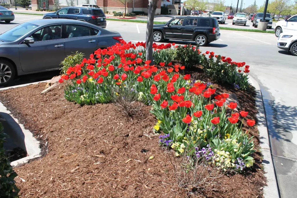 Chick-fil-A commercial landscaping in OKC by Willis 8