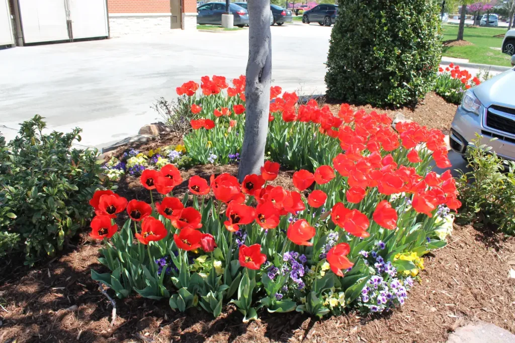 Chick-fil-A commercial landscaping in OKC by Willis 8