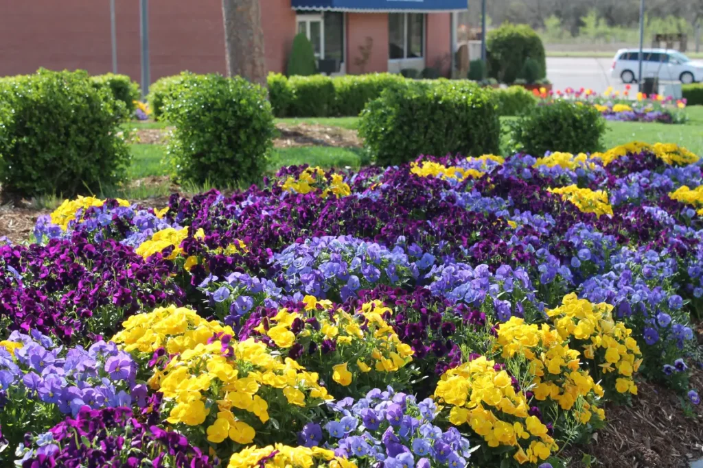 City of Choctaw landscaping after Willis services 1