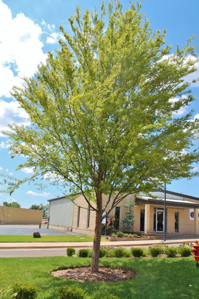 City of Choctaw landscaping after Willis services 13