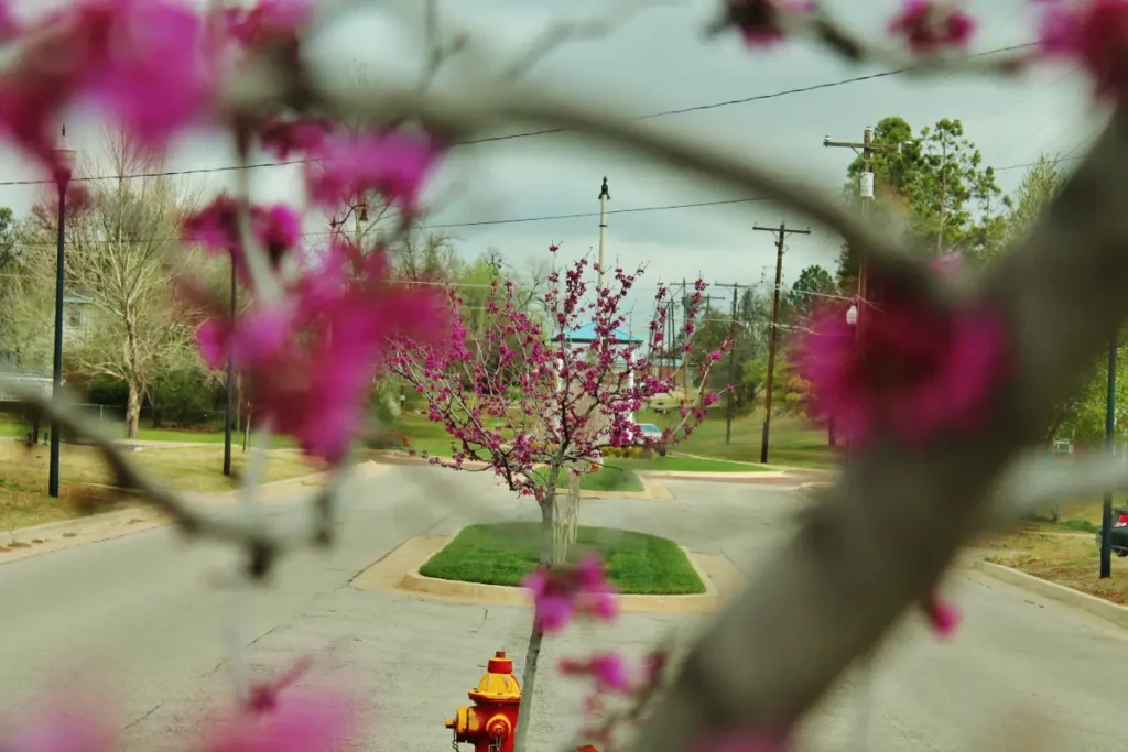 City of Choctaw landscaping after Willis services 17