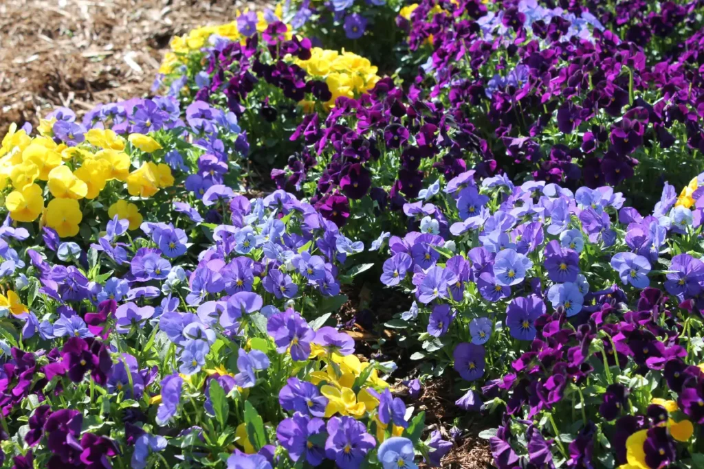 City of Choctaw landscaping after Willis services 2