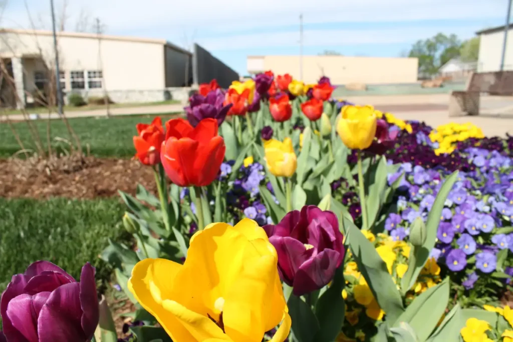 City of Choctaw landscaping after Willis services 5