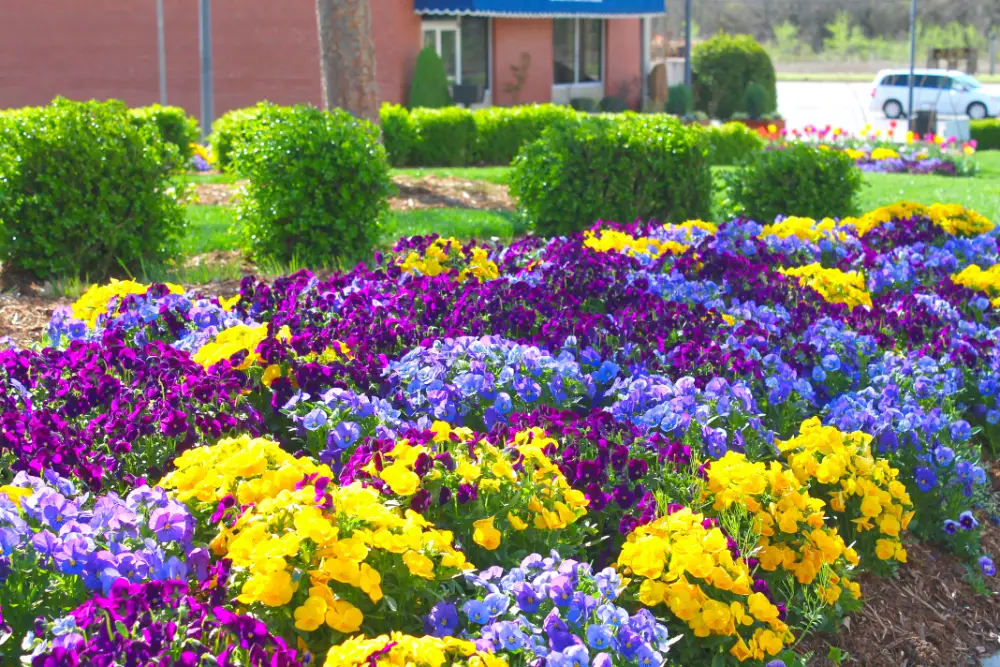 Purple and yellow color coordinated flower commercial landscaping display Purple and yellow color coordinated flower commercial landscaping display