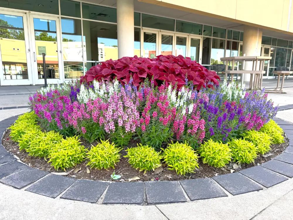 Commercial property entrance planting display Commercial property entrance planting display