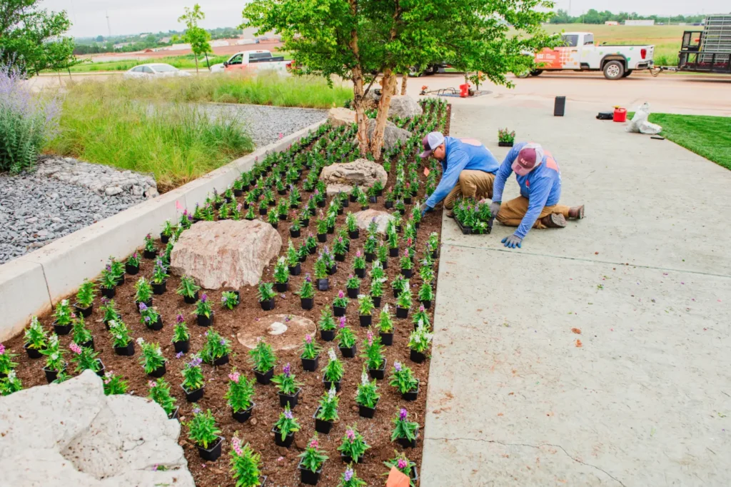 Willis Commercial Landscaping at Dolese headquarters planting rows