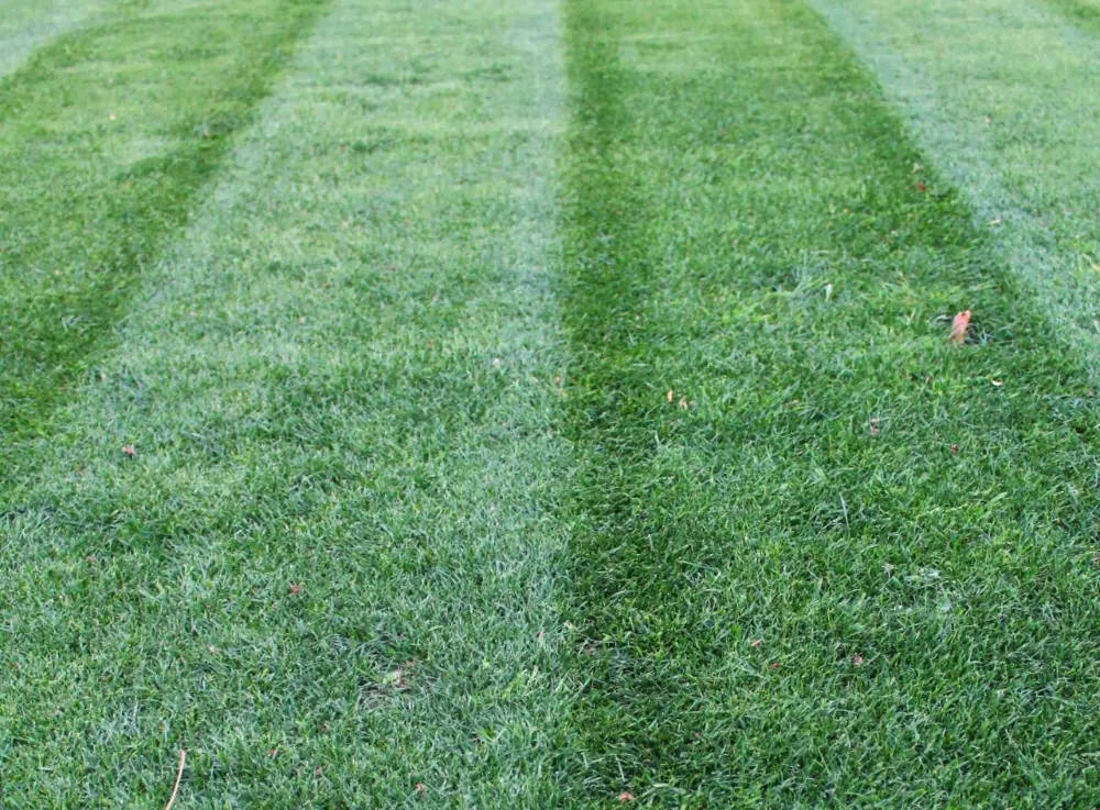 Closeup of mow lines on green turf Closeup of mow lines on green turf