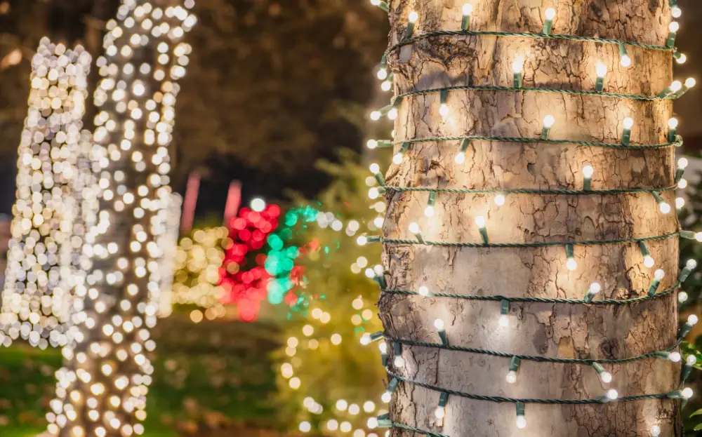 Tree holiday lighting by Willis Commercial Landscaping Tree holiday lighting by Willis Commercial Landscaping