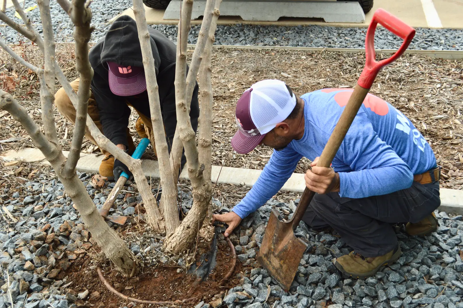 Willis Commercial Landscaping performing planting tree at Dolese Support Services Center Willis Commercial Landscaping performing planting tree at Dolese Support Services Center