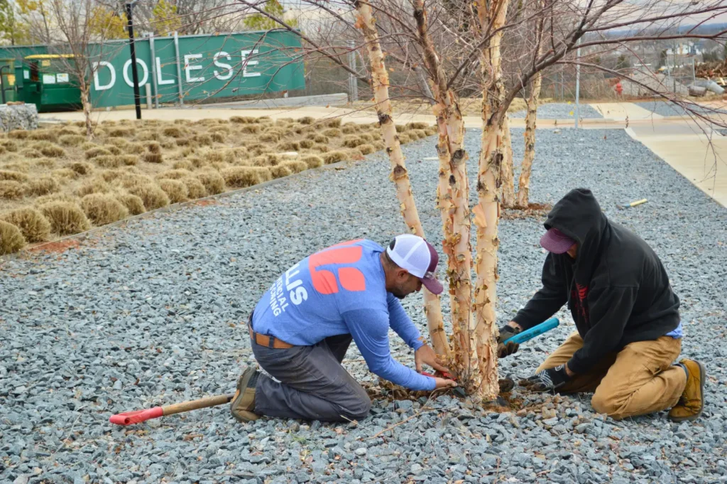 Willis Commercial Landscaping crew planting a tree at Dolese