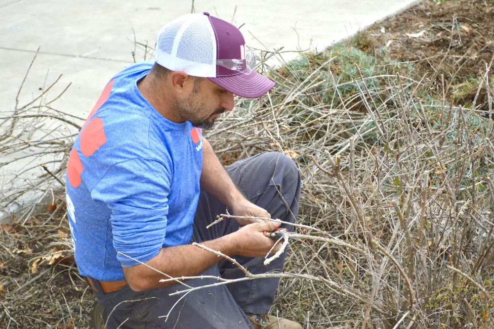 Willis Commercial Landscaping tech pruning bushes Willis Commercial Landscaping tech pruning bushes